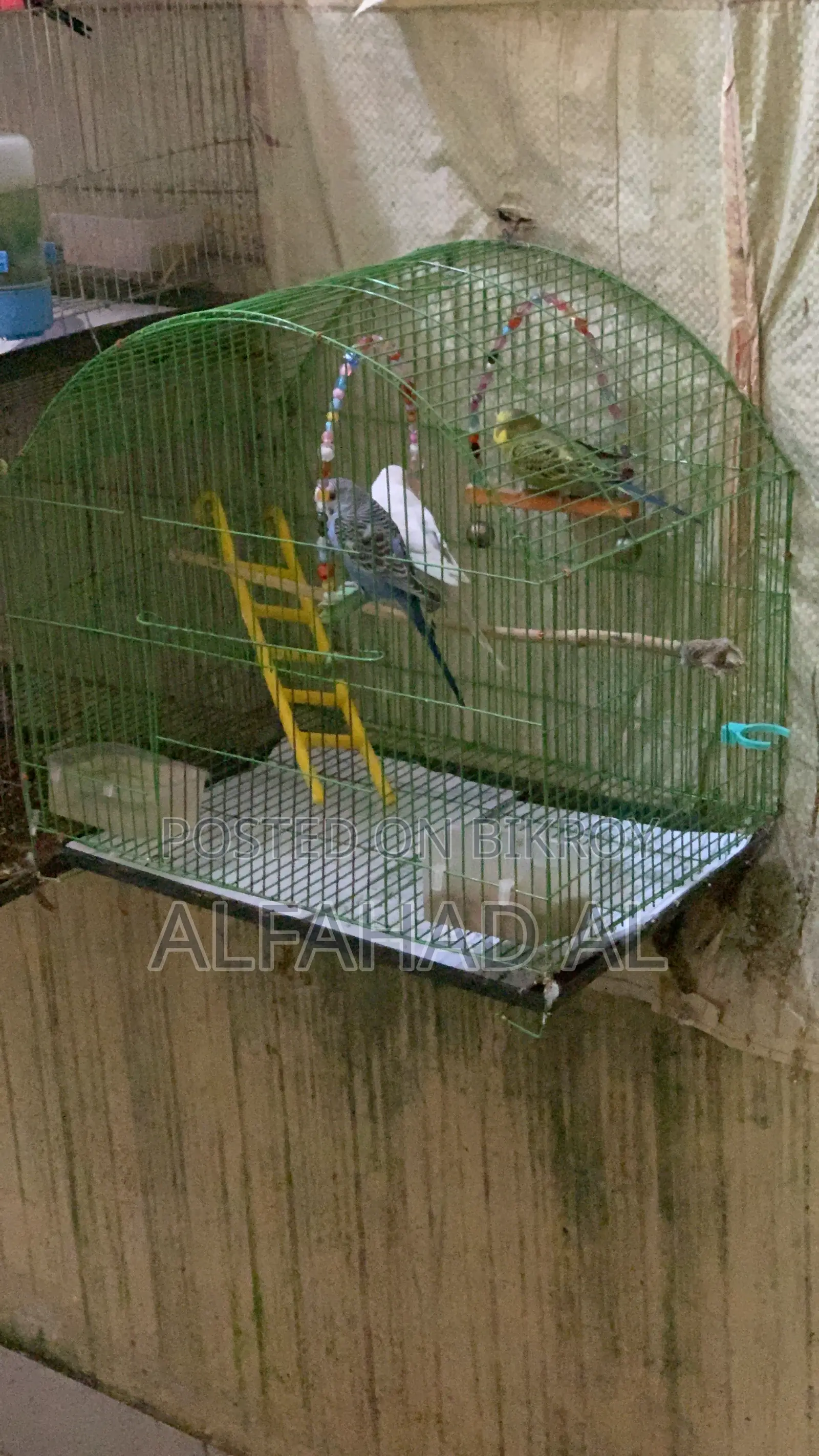 Budgie Bird Semi Adult 3 Piece Whole Set