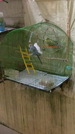 Budgie Bird Semi Adult 3 Piece Whole Set