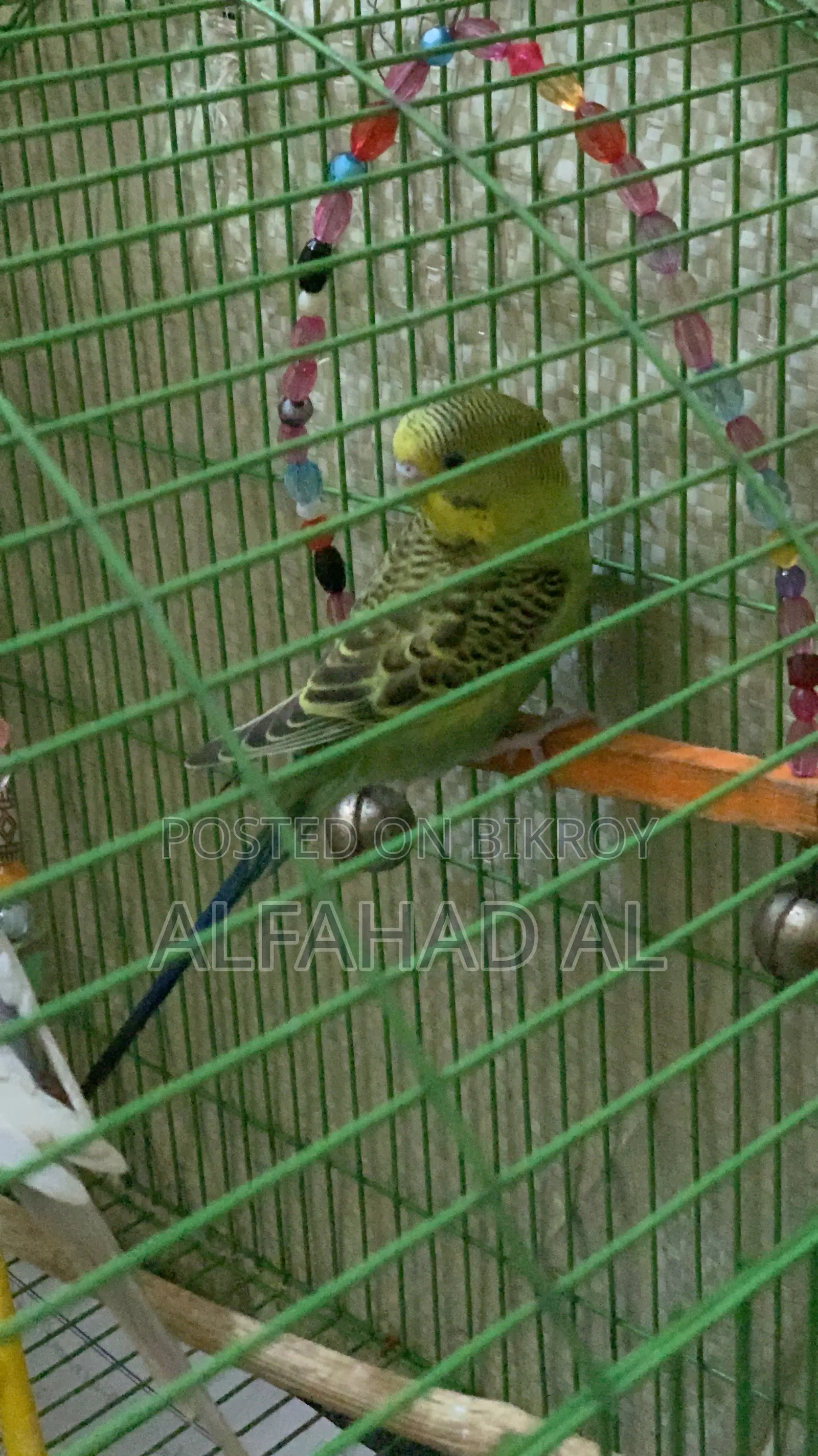 Budgie Bird Semi Adult 3 Piece Whole Set