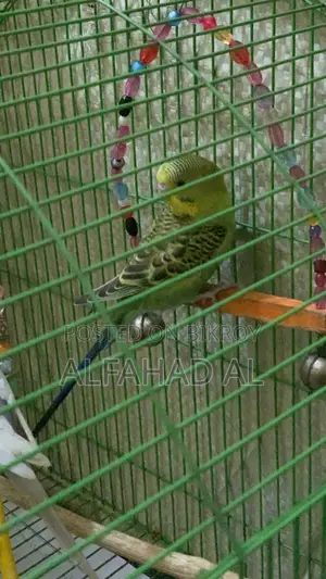 Budgie Bird Semi Adult 3 Piece Whole Set