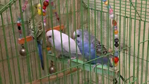 Budgie Bird Semi Adult 3 Piece Whole Set