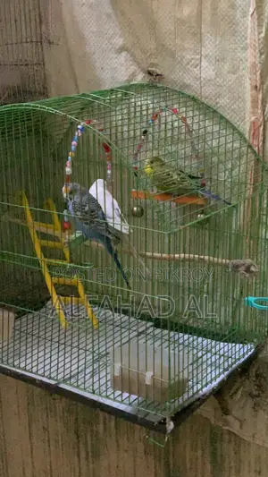 Budgie Bird Semi Adult 3 Piece Whole Set