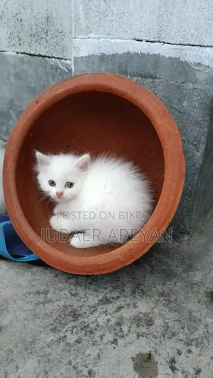 1-3 Months Female Mixed Breed Turkish Angora