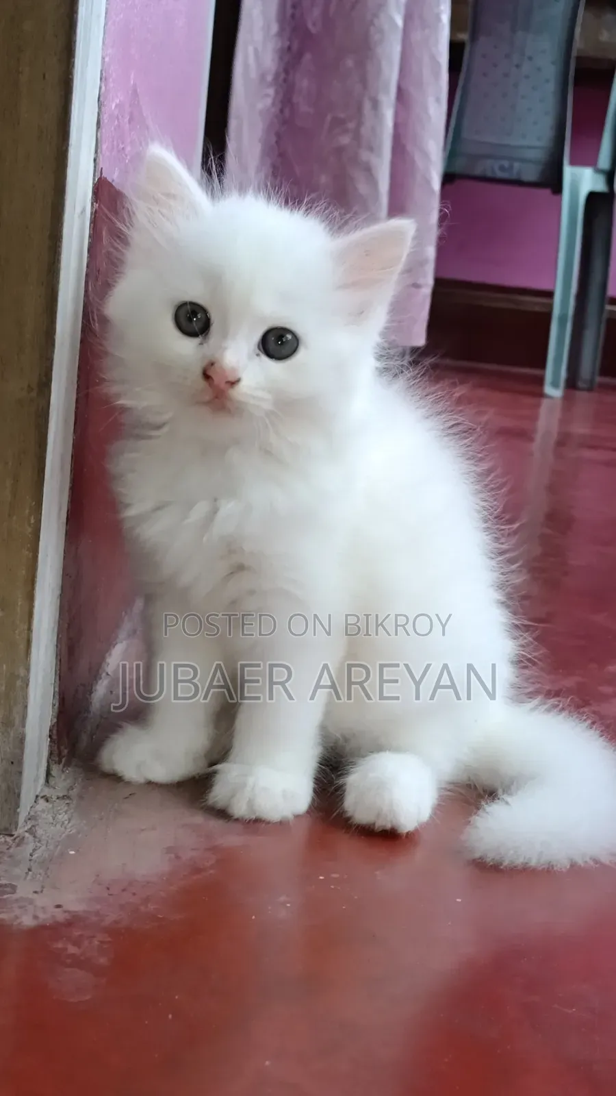 1-3 Months Female Mixed Breed Turkish Angora