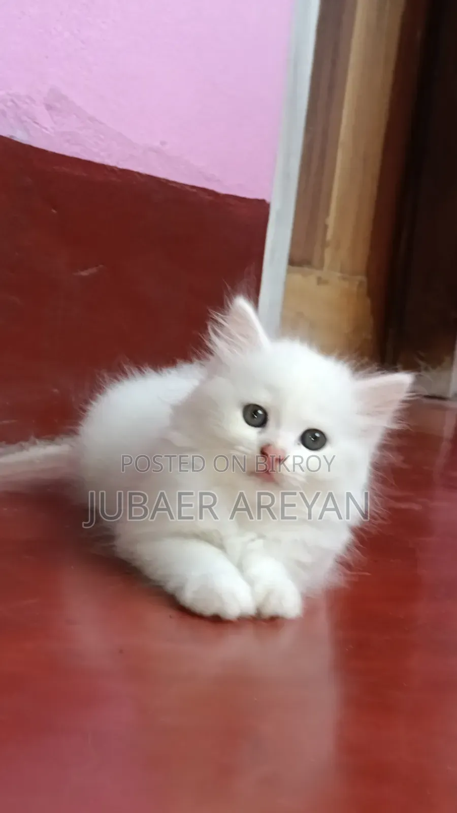 1-3 Months Female Mixed Breed Turkish Angora