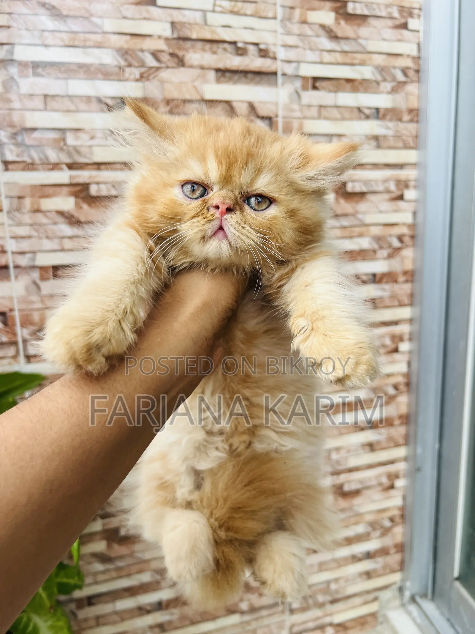 1-3 Months Female Purebred Exotic