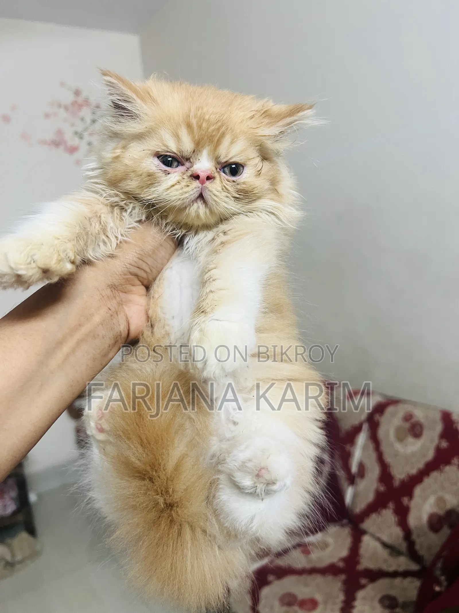 1-3 Months Female Purebred Exotic