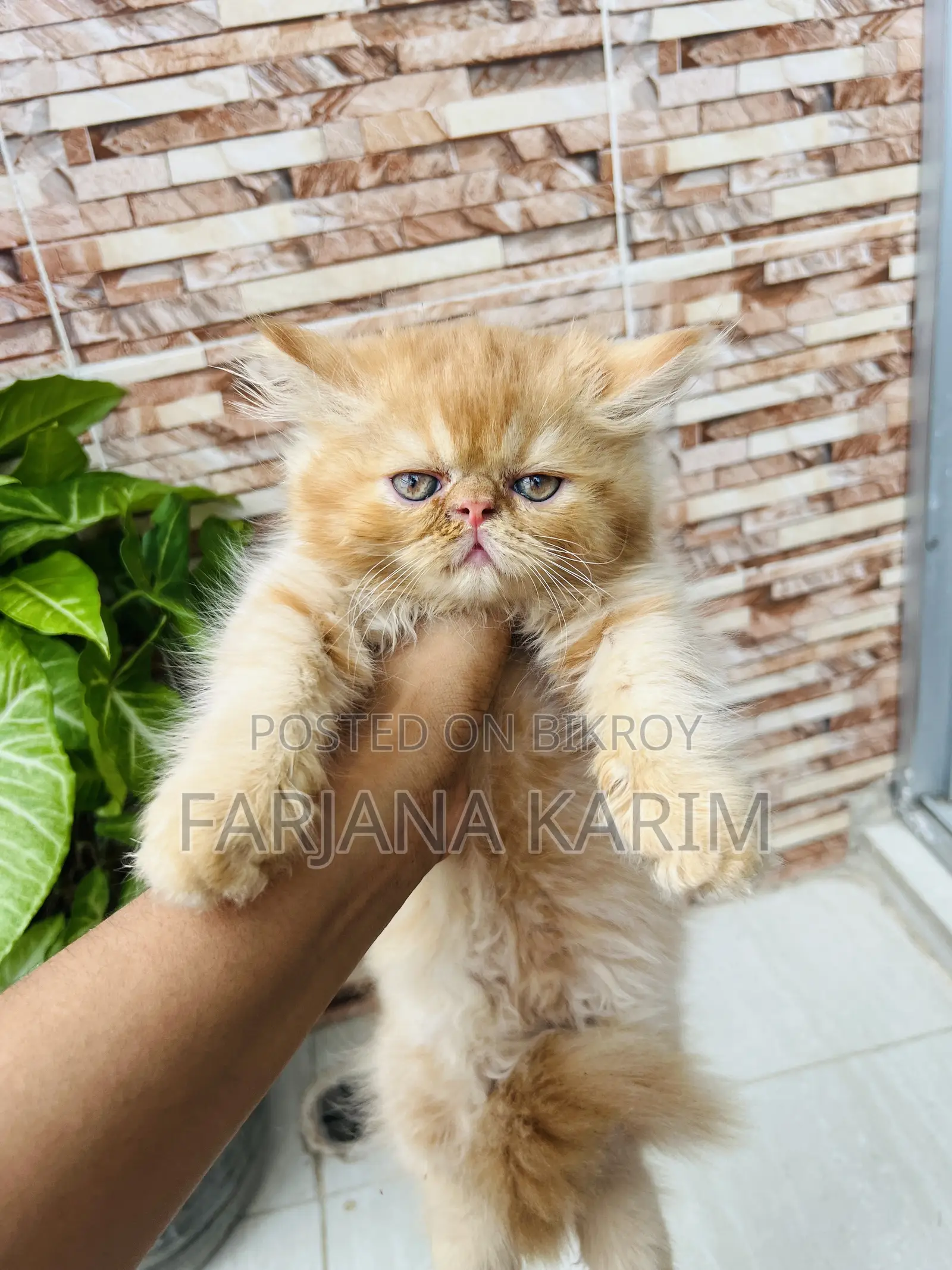 1-3 Months Female Purebred Exotic