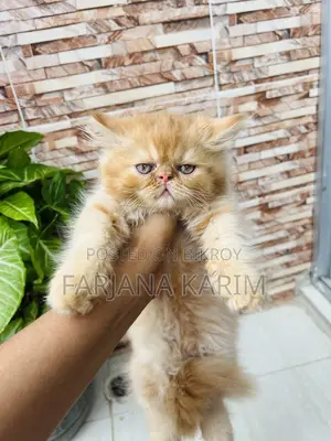 1-3 Months Female Purebred Exotic