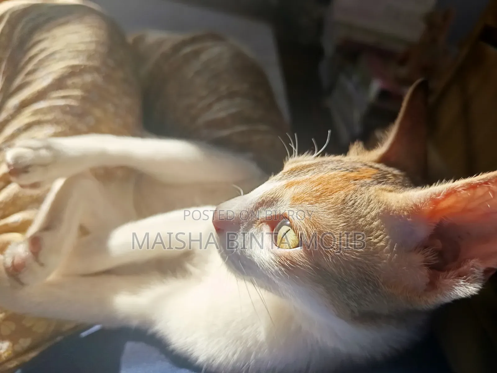 ১+ বছর বয়সী ফিমেল মিক্সড ব্রিড বেঙ্গল
