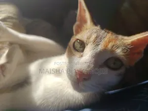 ১+ বছর বয়সী ফিমেল মিক্সড ব্রিড বেঙ্গল