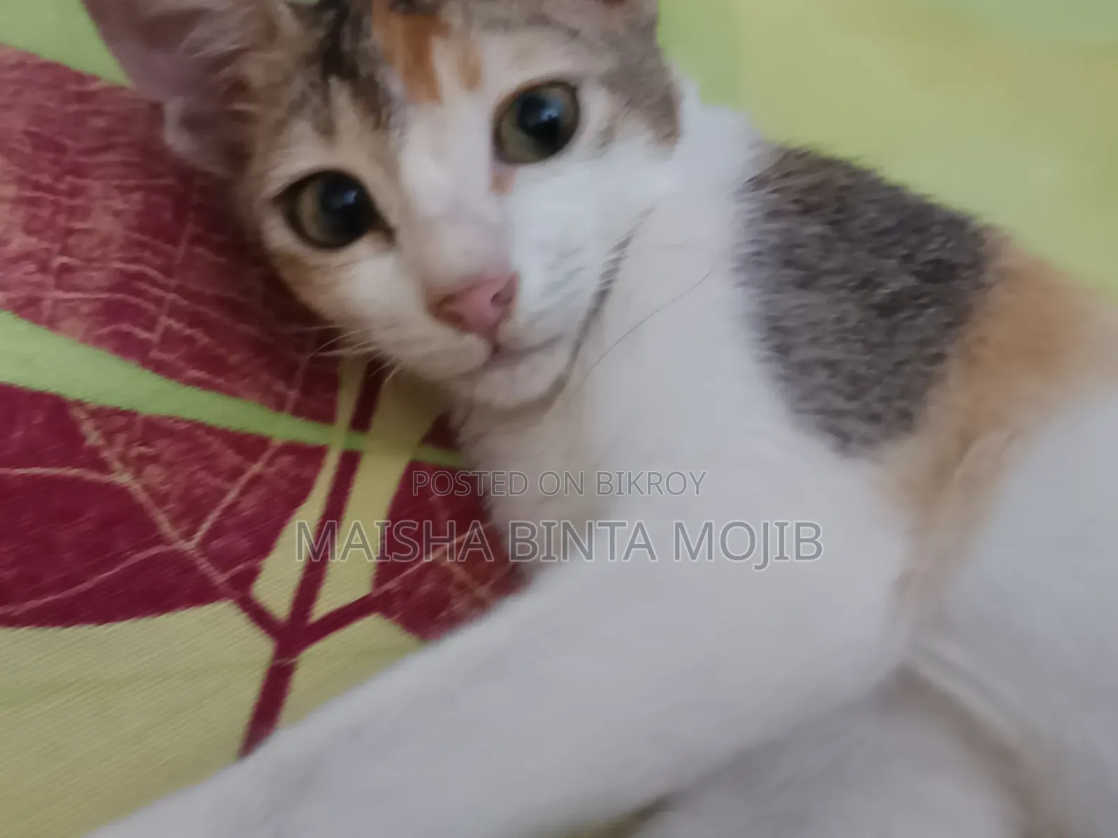 ১+ বছর বয়সী ফিমেল মিক্সড ব্রিড বেঙ্গল