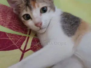 ১+ বছর বয়সী ফিমেল মিক্সড ব্রিড বেঙ্গল