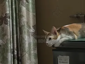 ১+ বছর বয়সী ফিমেল মিক্সড ব্রিড বেঙ্গল
