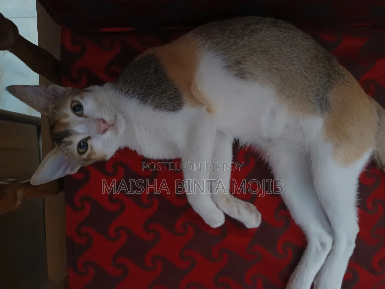 ১+ বছর বয়সী ফিমেল মিক্সড ব্রিড বেঙ্গল