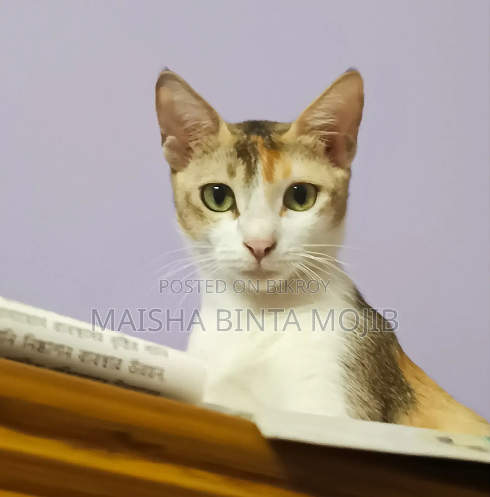 ১+ বছর বয়সী ফিমেল মিক্সড ব্রিড বেঙ্গল