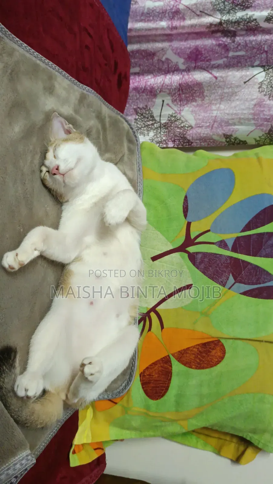 ১+ বছর বয়সী ফিমেল মিক্সড ব্রিড বেঙ্গল