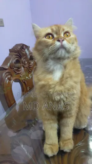 1+ Year Female Purebred Persian Cat