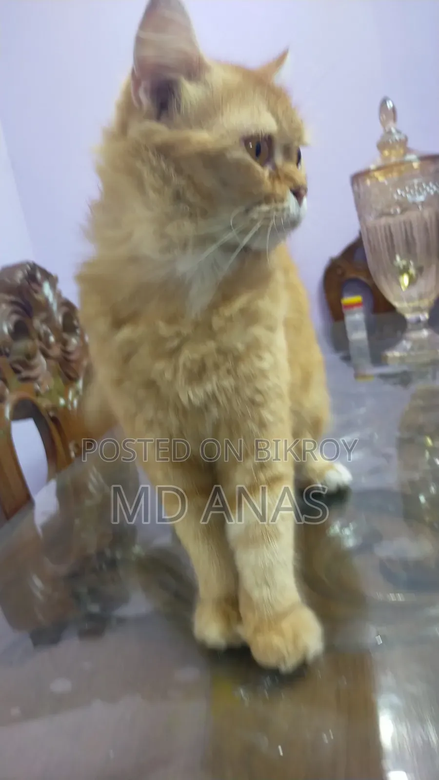 1+ Year Female Purebred Persian Cat