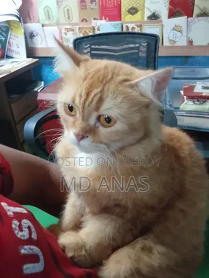 1+ Year Female Purebred Persian Cat