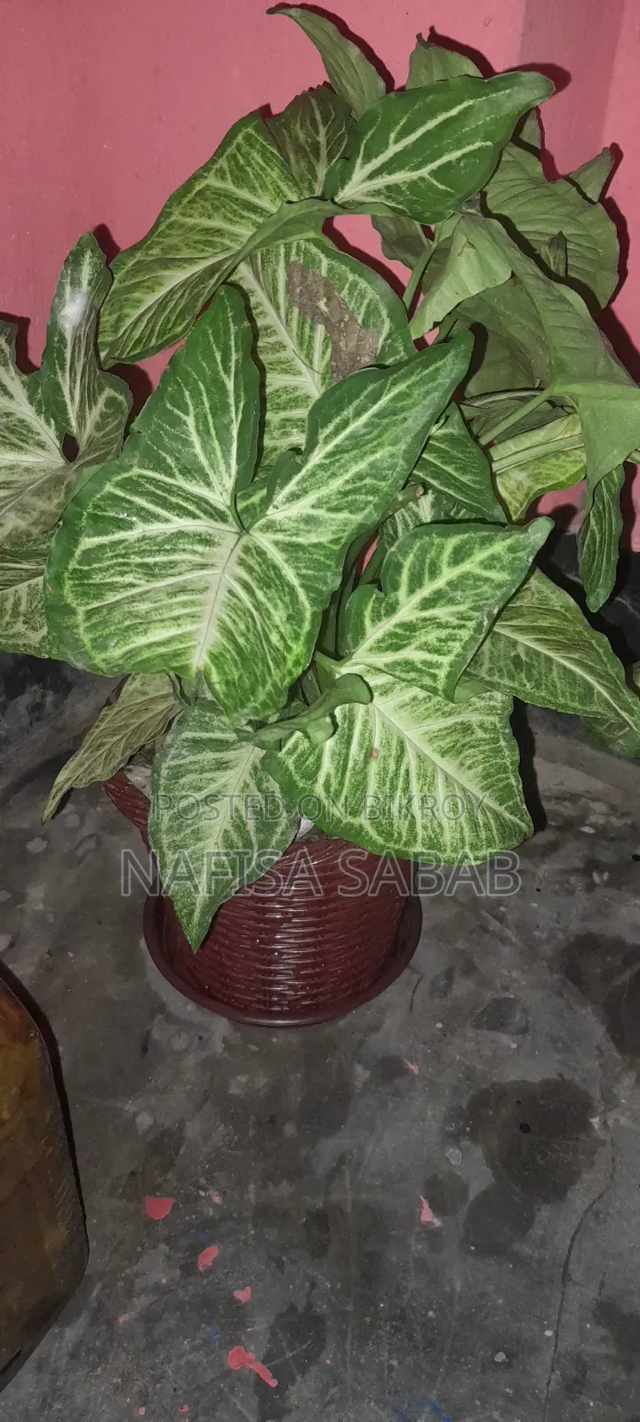 এই সিংগোনিয়াম গাছ টি টব সহ বিক্র‍য় হবে