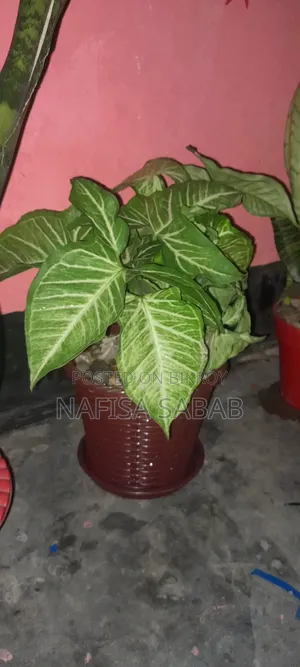 এই সিংগোনিয়াম গাছ টি টব সহ বিক্র‍য় হবে