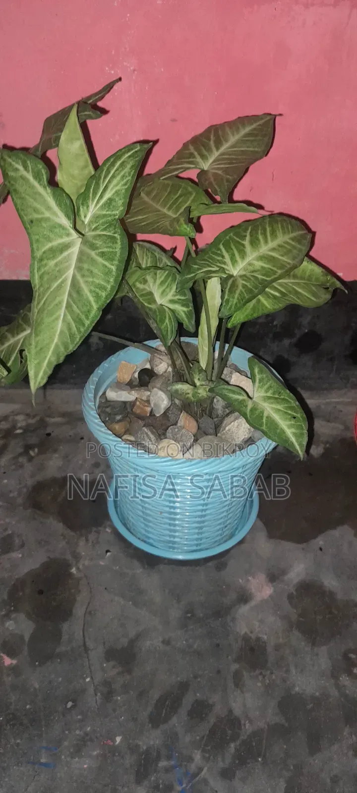 এই সিংগোনিয়াম গাছ টি টব সহ বিক্র‍য় হবে