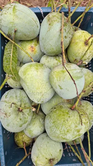 Mango Bari-4