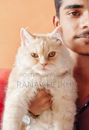 6-12 Months Male Purebred Persian
