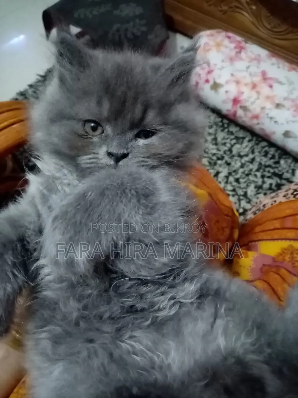 1-3 Months Male Purebred Persian
