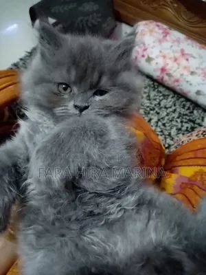 1-3 Months Male Purebred Persian