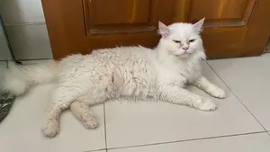 1+ Year Male Purebred Cat