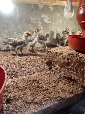 অরিজিনাল ফাওমি মুরগি