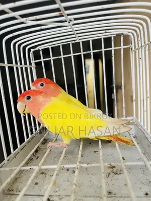 Love Bird Pair