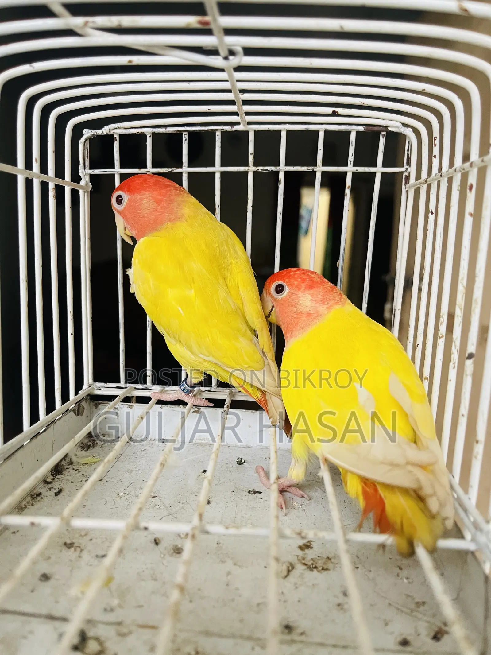 Love Bird Pair