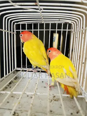 Love Bird Pair