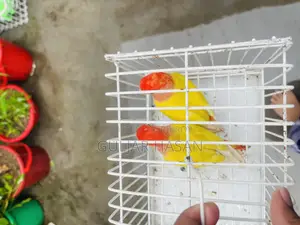 Love Bird Pair