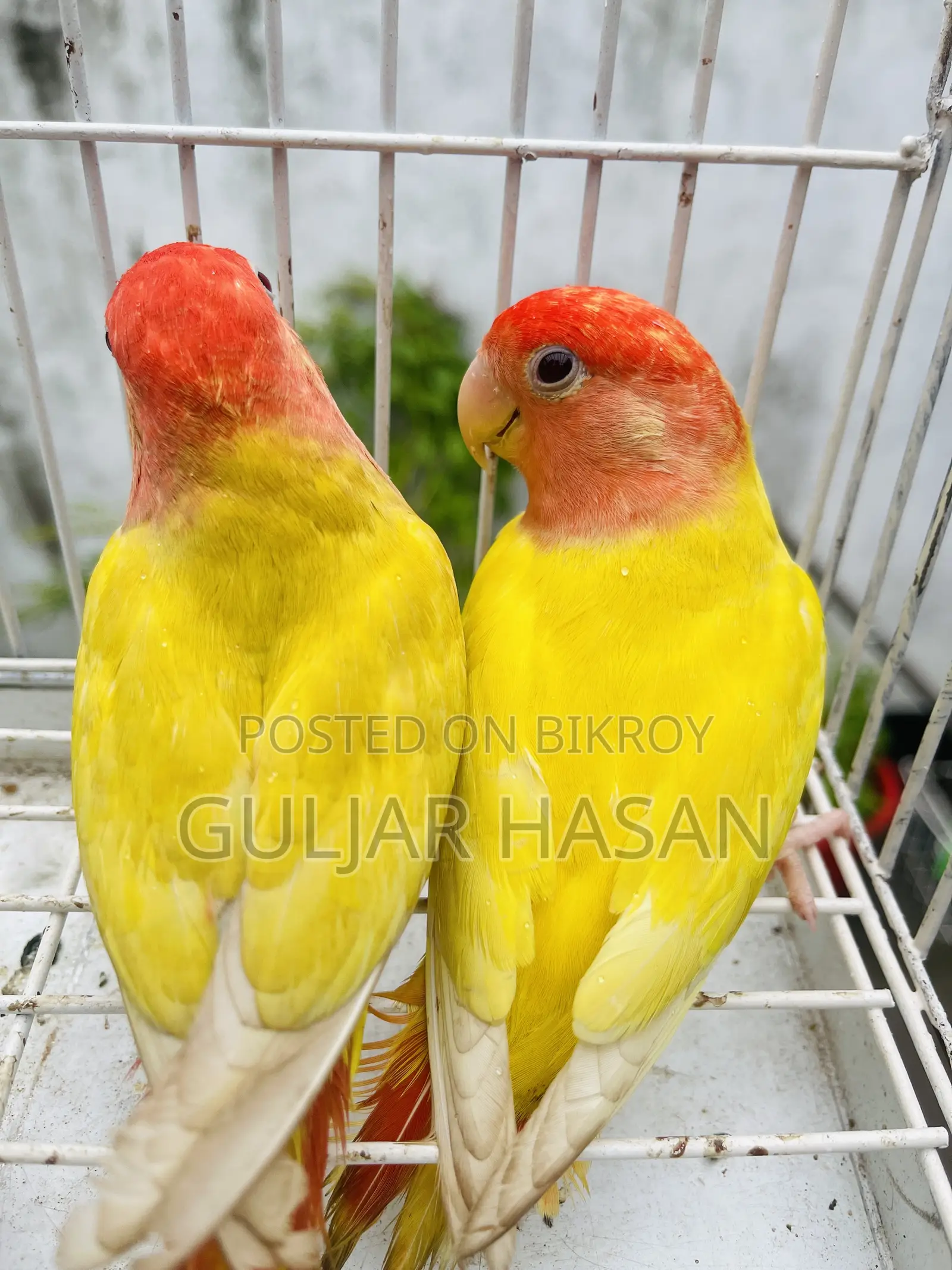Love Bird Pair