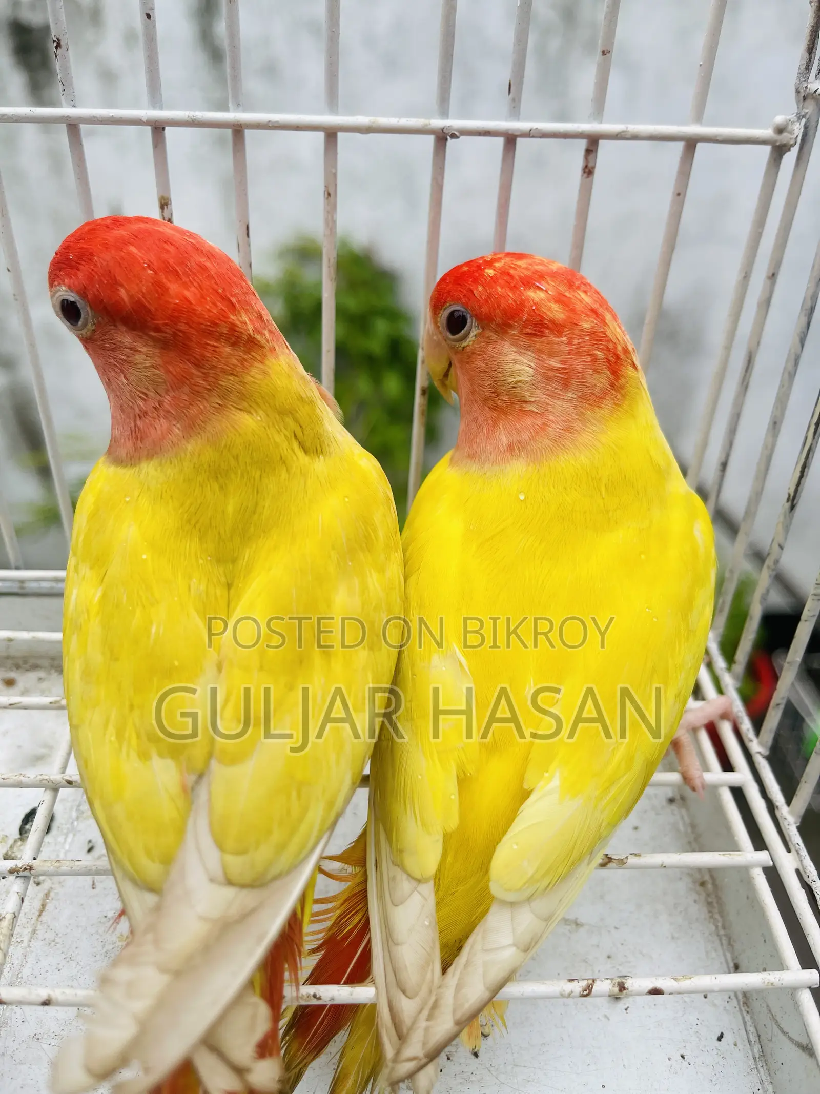 Love Bird Pair