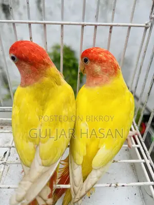Love Bird Pair