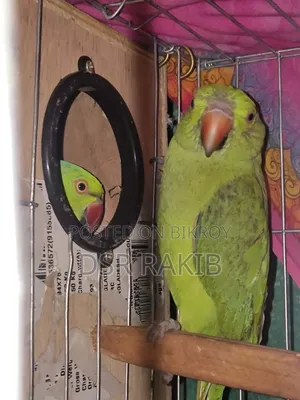 Indian Ringneck Parrot Pair