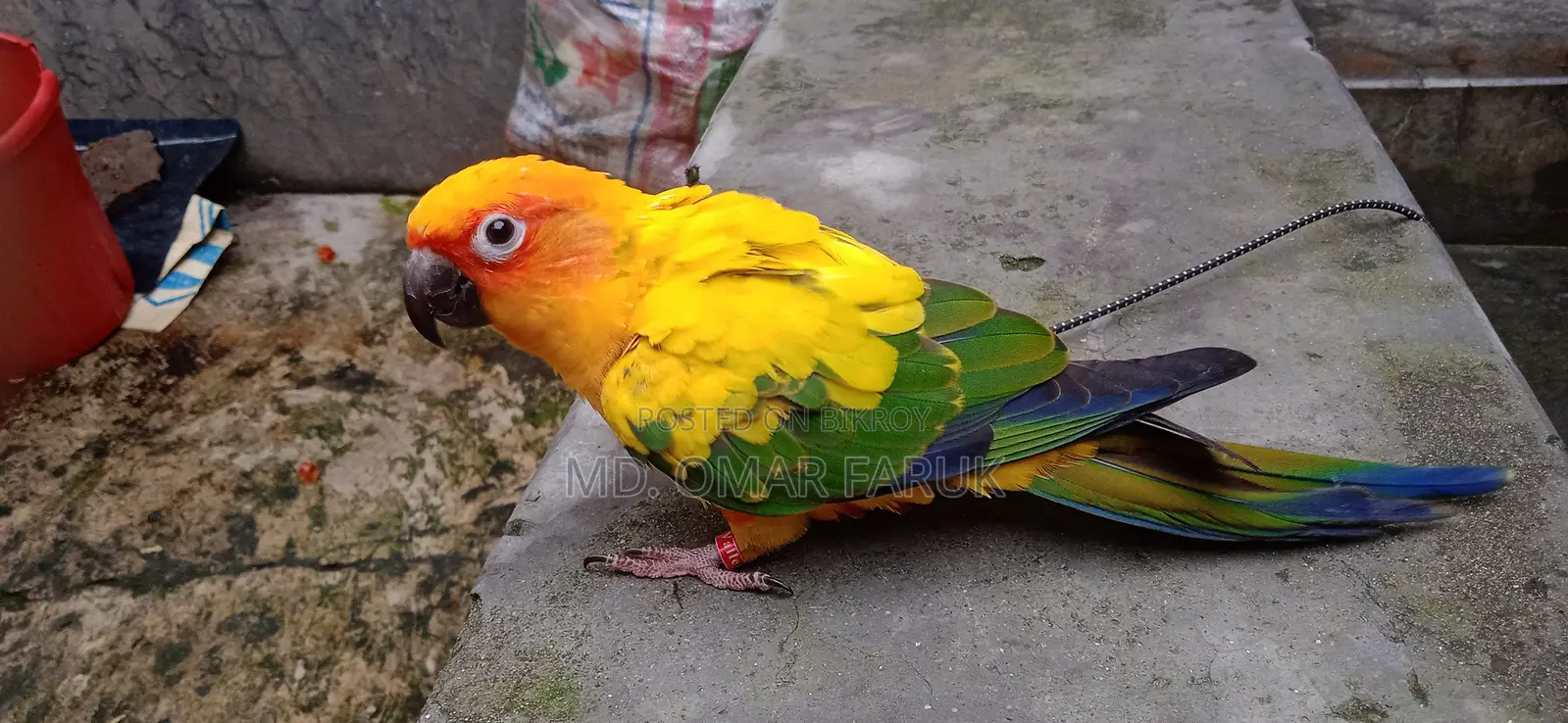 Sunkonur 1pcs Yellow Dominant Urgent Sell