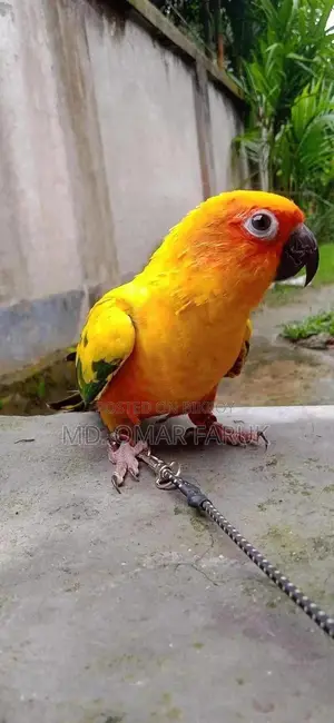 Sunkonur 1pcs Yellow Dominant Urgent Sell