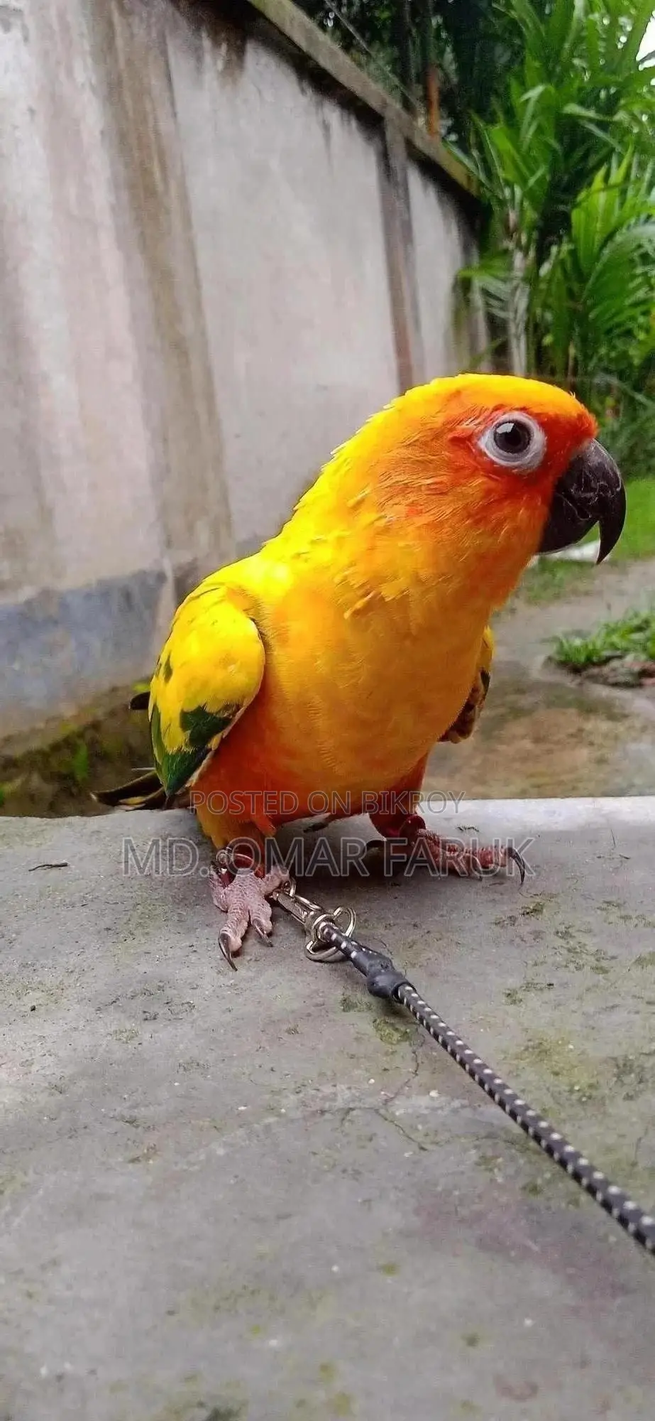 Sunkonur 1pcs Yellow Dominant Urgent Sell
