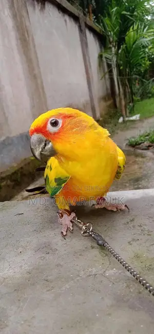 Sunkonur 1pcs Yellow Dominant Urgent Sell