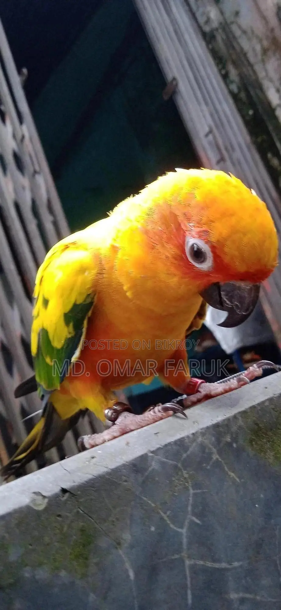 Sunkonur 1pcs Yellow Dominant Urgent Sell