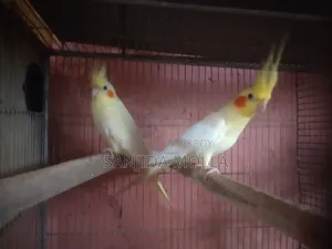 Cockatiel Bird