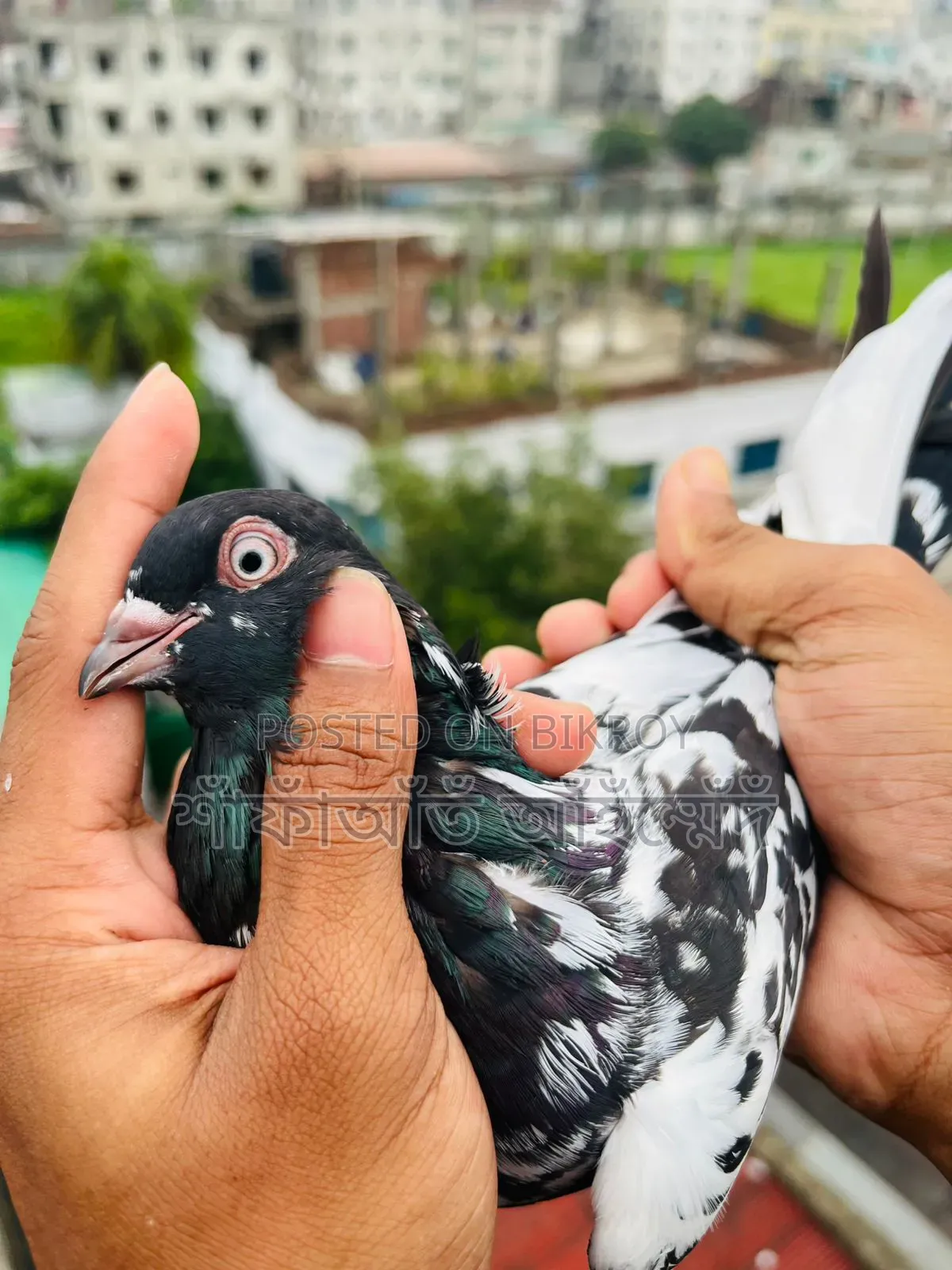 কবুতর বিক্রি
