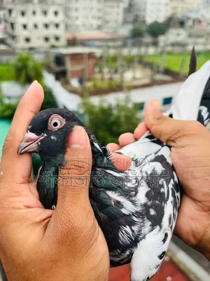 Pigeons for sale