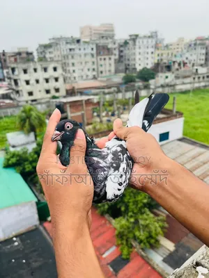 কবুতর বিক্রি